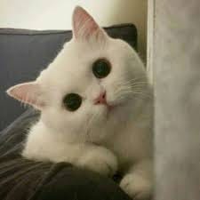 Rian Hidayat avatar